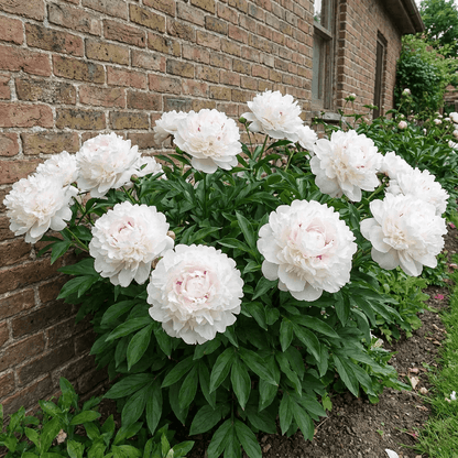 Peony Pecher