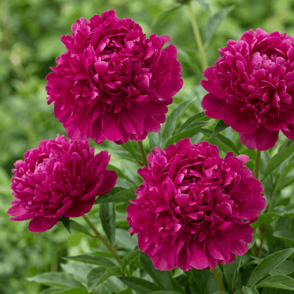 Peony Paul M. Wild