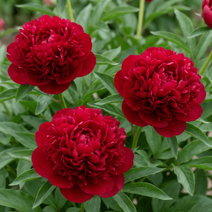 Peony Red Magic