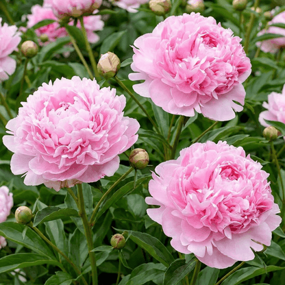 Peony Sarah Bernhardt