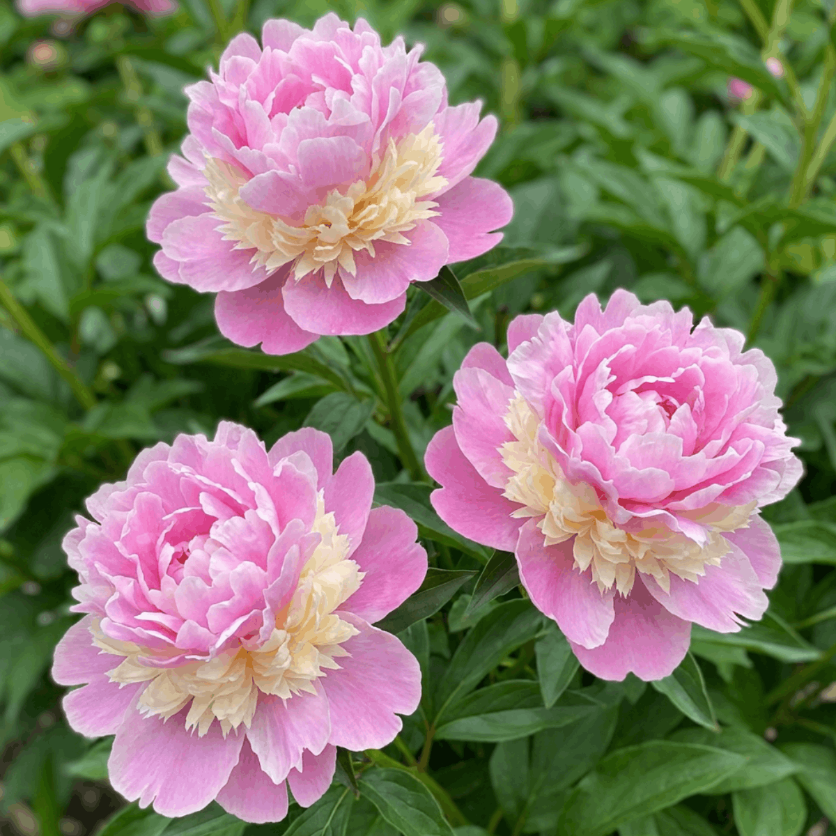 Peony Sorbet