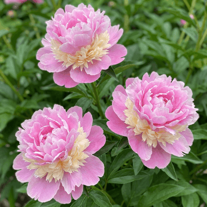 Peony Sorbet