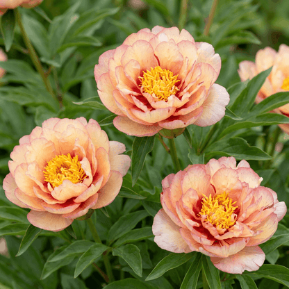 Peony Callies Memory (ITOH )