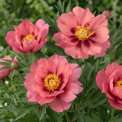 Peony Old Rose Dandy (ITOH )