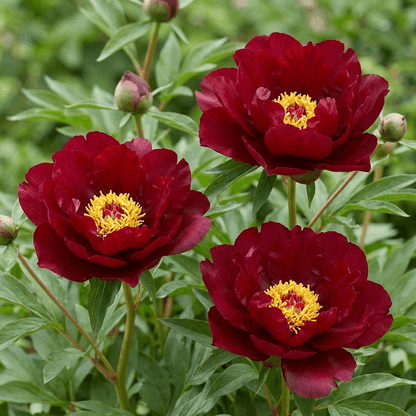Peony Scarlet Heaven (ITOH )