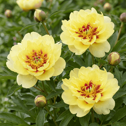 Peony Yellow Waterlily (ITOH )
