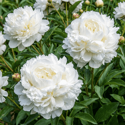 Peony vojvodstvo demours