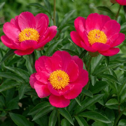 Peony Flame