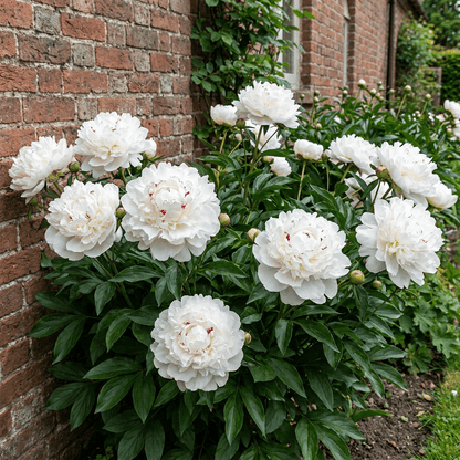 Peony Festiva Maxima