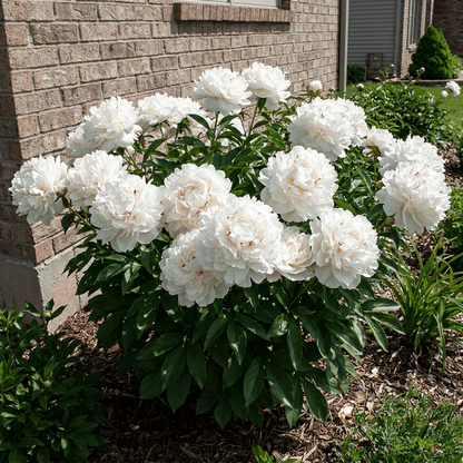 Peony Boule de Neige