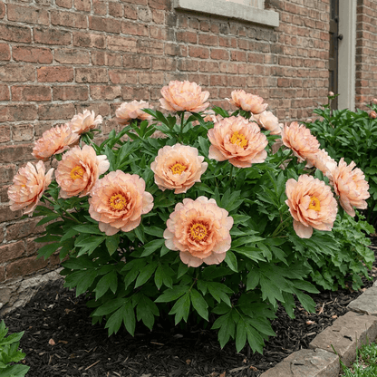 Peony Callies Memory (ITOH )