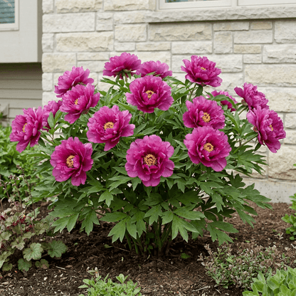 Peony Morning Lilac