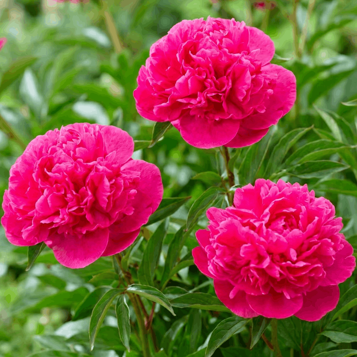 Peony Renato
