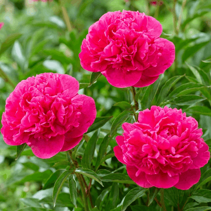 Peony Renato