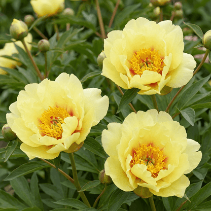 Peony Sequestered Sunshine