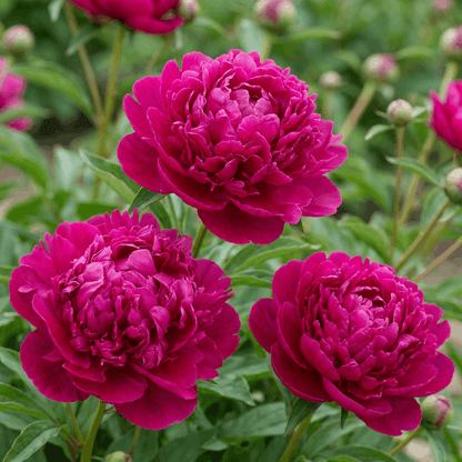 Peony Big Ben