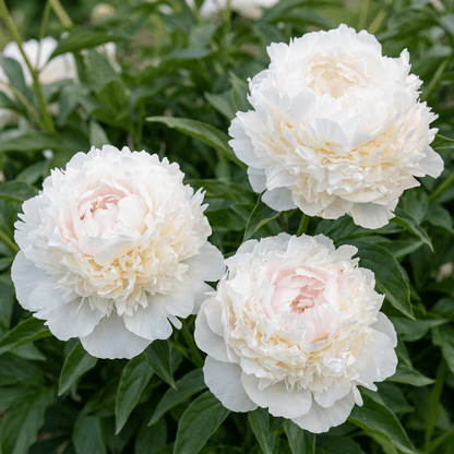 Peony Florence Nicholls