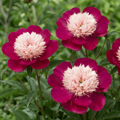 Peony White Cap