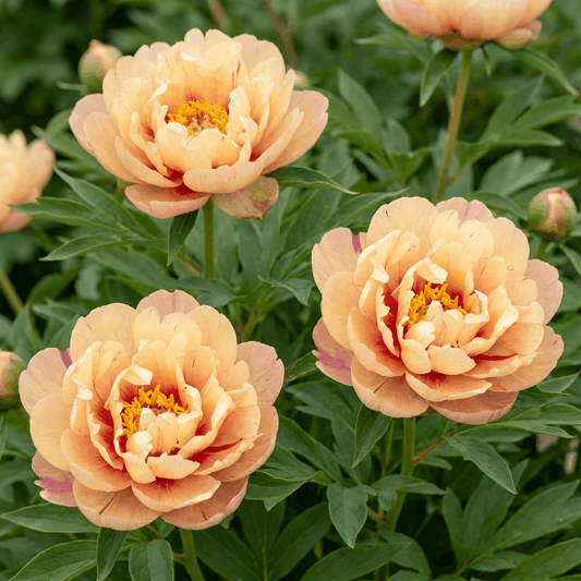 Paeonia Candy Cane