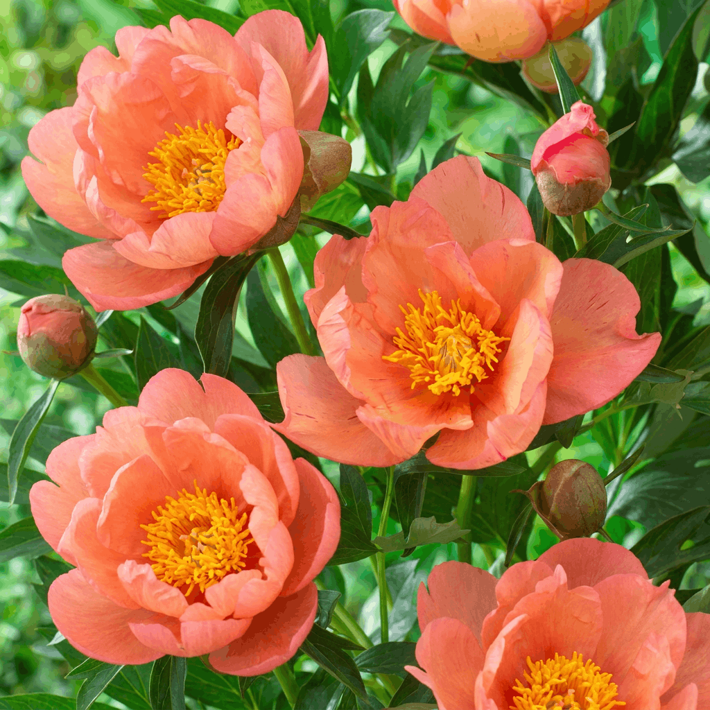 Peony Magical Mystery Tour (ITOH )