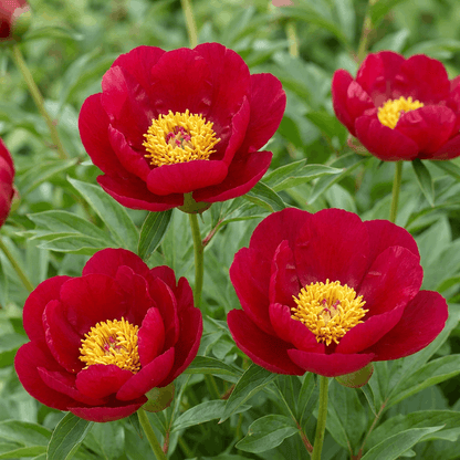 Peony Blaze