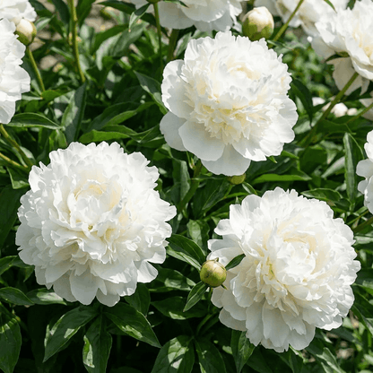 Peony Bridal Gown