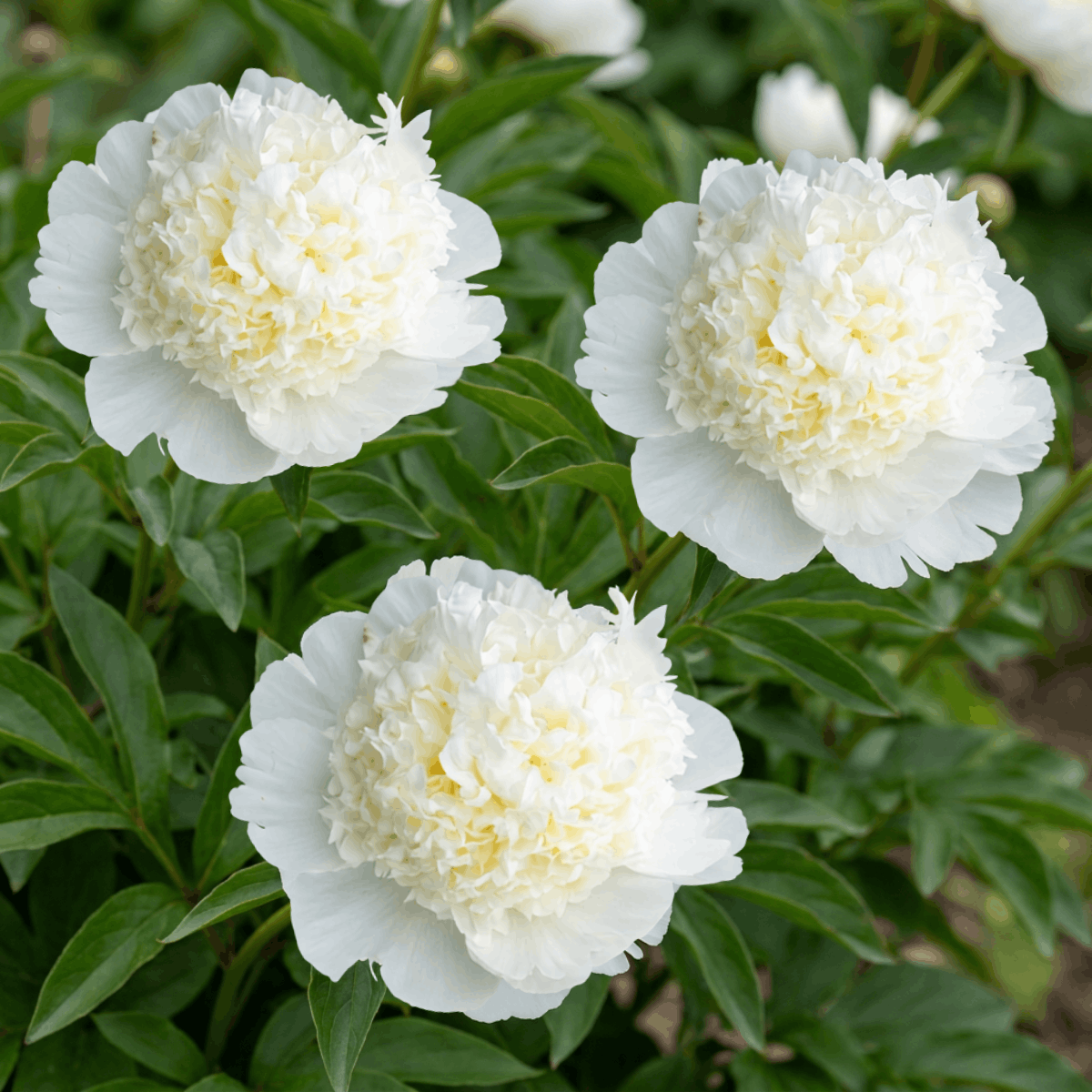 Peony Bridal Shower