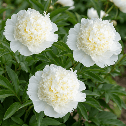 Peony Bridal Shower