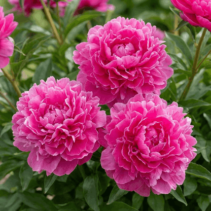 Peony Bunker Hill
