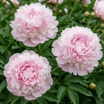 Peony Cornelia Shaylor