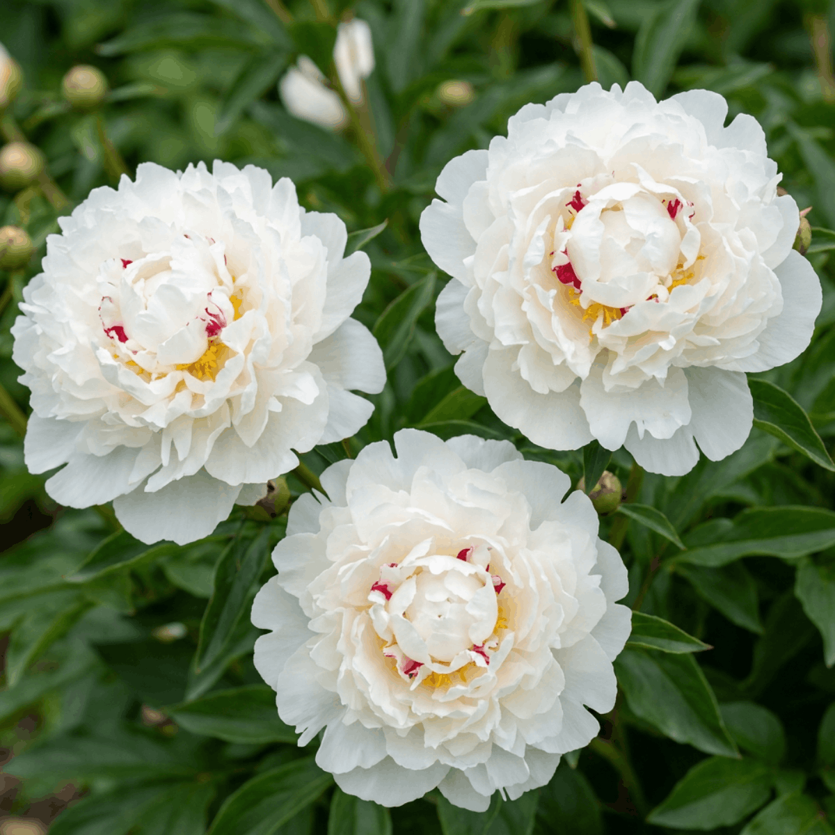 Peony Couronne d'Or