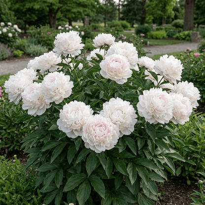 Peony Florence Nicholls