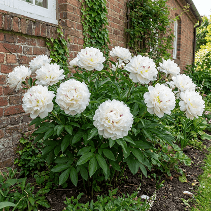 Peony Couronne d'Or