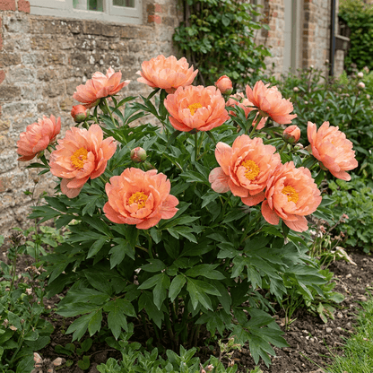 Peony Magical Mystery Tour (ITOH )