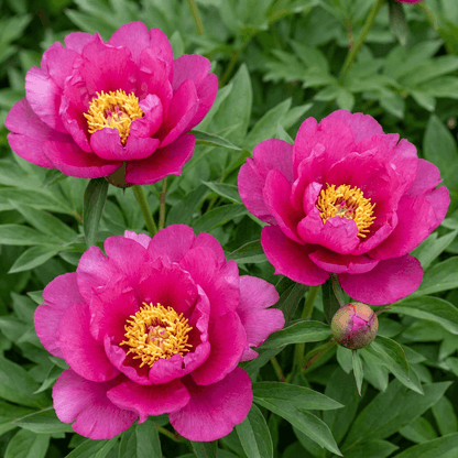 Peony itoh Pink Ardour