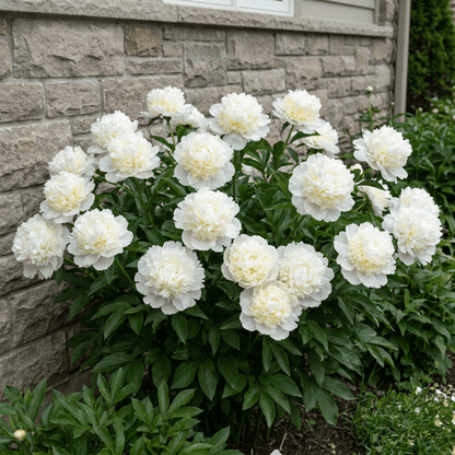 Peony Bridal Shower