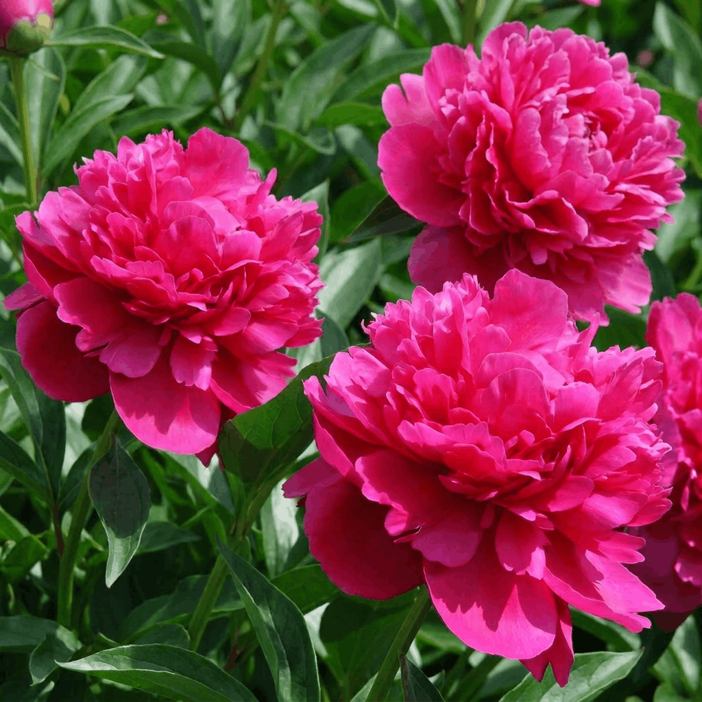 Peony Kansas