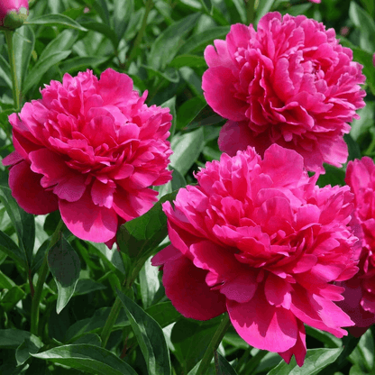 Peony Kansas