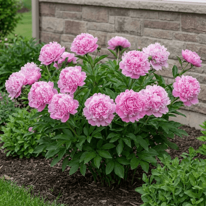 Peony Lady Anna