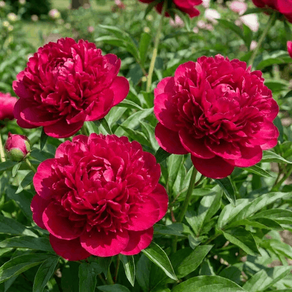 Peony Best Man