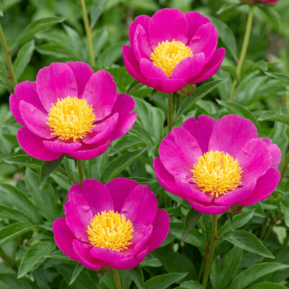 Peony Wladyslawa