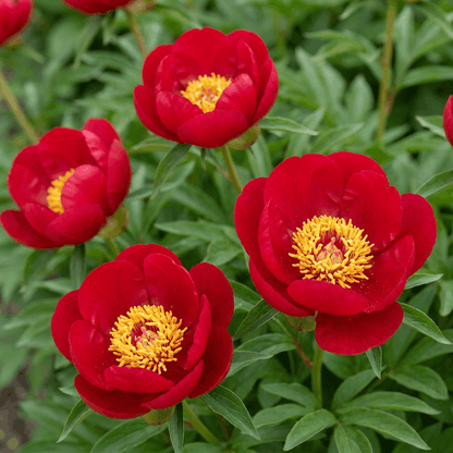 Peony Joyce Ellen