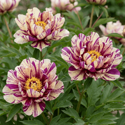 Peony Lollipop