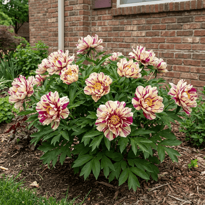 Peony Lollipop