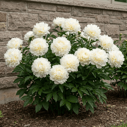 Peony Bowl of Cream