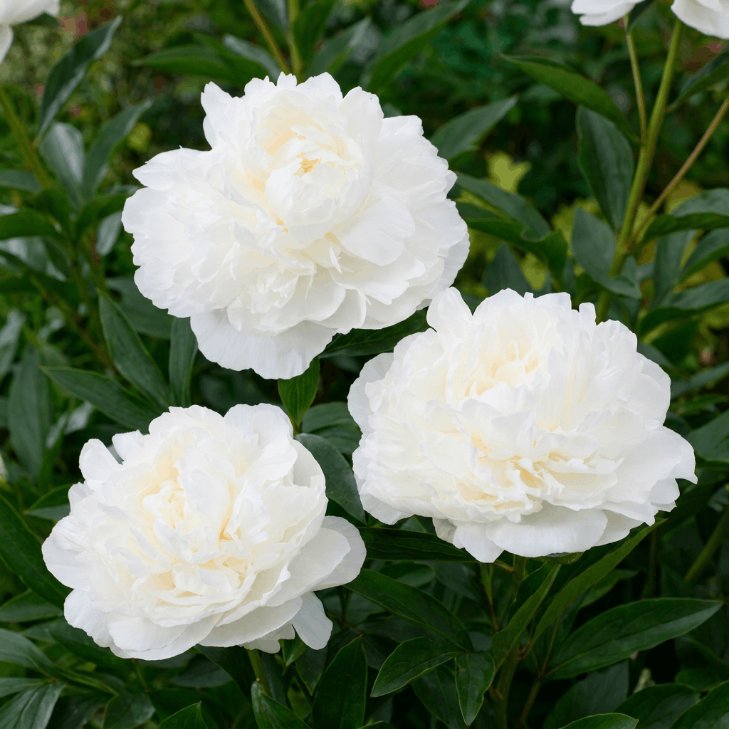 Peony Mothers Choice