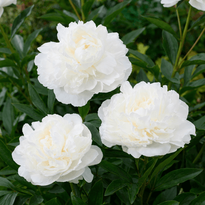 Peony Mothers Choice