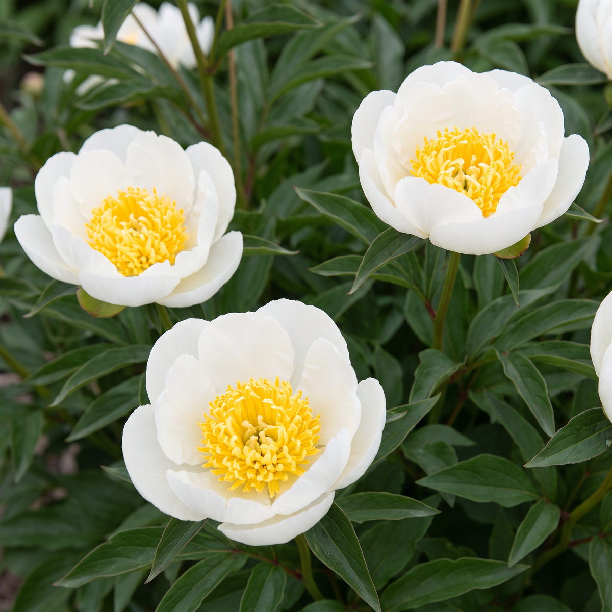 Peony Cheddar Royal