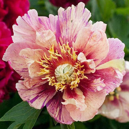 Peony Anderson's Kaleidoscope (ITOH ) - Peonita