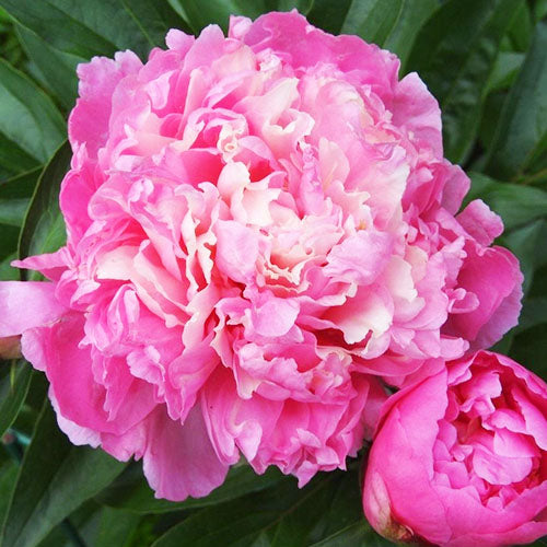 Peony Annemiek - Peonita